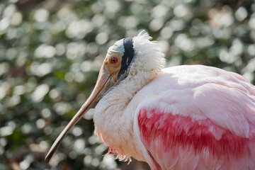 pink spoonbill on a lake
