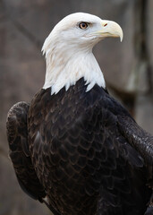 Bald eagle perching and staring