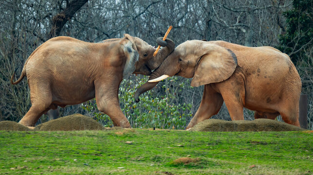Elephants fighting and close up in black background