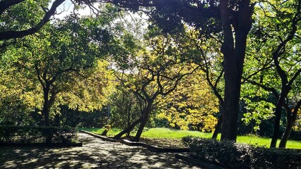 Sunlit park pathway under lush trees.