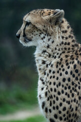 cheetah in the grass