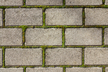 Closeup of a gray concrete cobblestone pavement with green moss between the cobblestones, top view