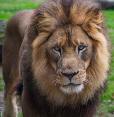 Fototapeta premium Lion and Lioness at a jungle