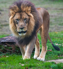 Lion and Lioness at a jungle