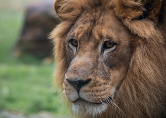 Fototapeta premium Lion and Lioness at a jungle