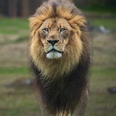 Lion and Lioness at a jungle