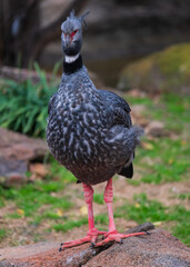 southern screamer on the lake