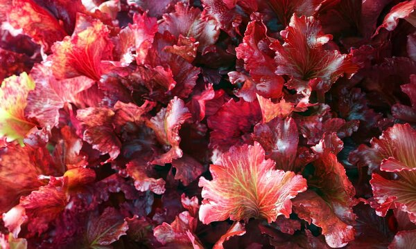 Red leaf lettuce Close up view. Generative AI.