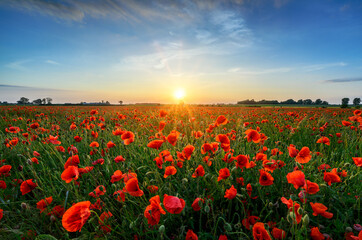 Beautiful summer sunset over poppy field