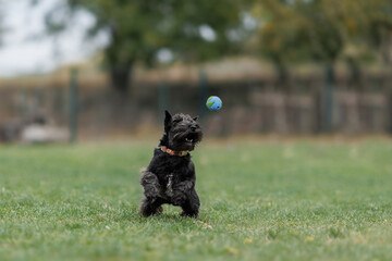 A Miniature Schnauzer dog is running in the park