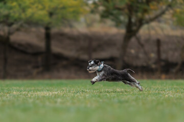 A Miniature Schnauzer dog is running in the park