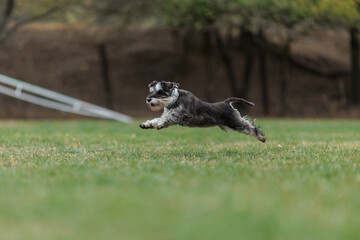 A Miniature Schnauzer dog is running in the park
