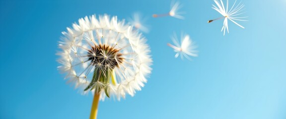 Obraz premium Dandelion seeds gently carried away on the breeze against a vibrant blue sky. A symbol of wishes and new beginnings, captured in a moment of delicate beauty.