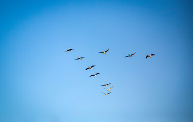 Pelican birds flying in a group in the sky