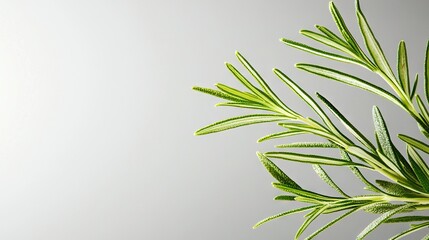   A green plant on a gray background with white walls in the foreground and background