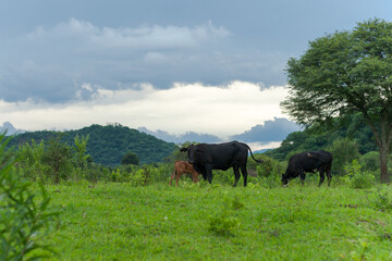 Fototapeta premium Ganado pastando a campo abierto en el norte argentino. Provincia de Jujuy. Argentina. Sudamérica.