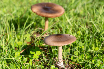 Volvopluteus gloiocephalus mushroom grows in a garden. The big sheath mushroom (Volvopluteus...