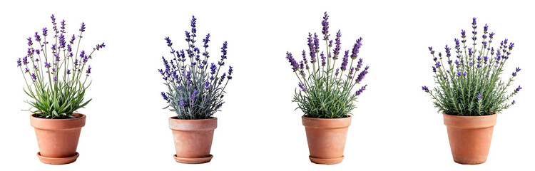 Collection of various lavender plants in pots isolated on transparent background.