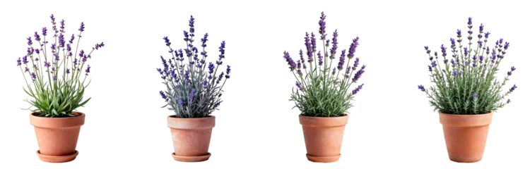 Fototapete Collection of various lavender plants in pots isolated on transparent background. © Set Master