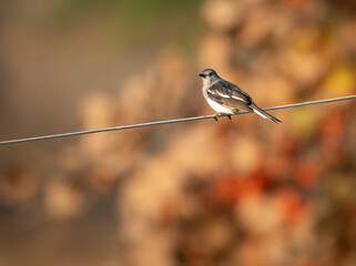 Sparrow sitting on a branch  warm morning