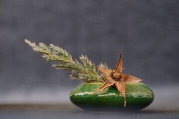 Background with dry plants, chapter and sepals of rose and juniperus