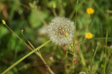 dandelion in the grass
