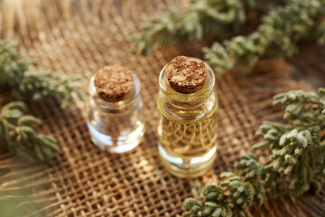 Santolina essential oil in two glass bottles