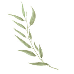 Green willow branch with graceful thin leaves. Watercolor digital illustration. Willow branches isolated on white background. Botanical illustration. Element for postcard and invitation design.