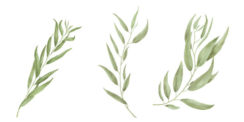 Willow branch with graceful green leaves in set. Watercolor digital illustration. Willow branches isolated on white background. Botanical illustration. Element for postcard and invitation design