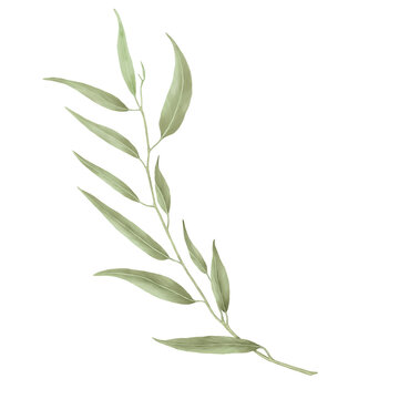 Green willow branch with graceful thin leaves. Watercolor digital illustration. Willow branches isolated on white background. Botanical illustration. Element for postcard and invitation design.