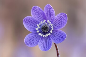 Delicate purple bloom emerges from the frost, highlighting nature's elegance during winter. Its intricate details showcase resilience against the cold backdrop in a tranquil setting