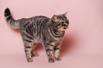 Gray funny cat licking its lips, isolated on pink background