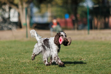 dog of the English Springer Spaniel breed is engaged in obedience