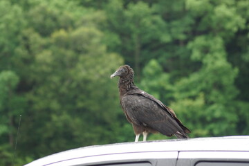 buzzard sitting on a vehicle by the lake