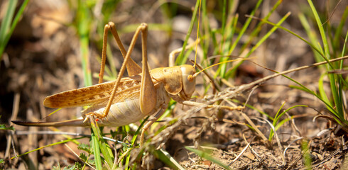 Locust close-up on plants. Locust invasion of agricultural fields. Exotic food of Asia.