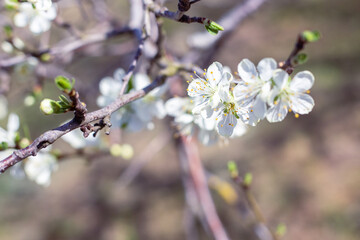 Blossoming plum tree in spring. White fragrant flowers on a branch on a sunny day