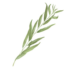 Fototapeta premium Green willow branch with graceful thin leaves. Watercolor digital illustration. Willow branches isolated on white background. Botanical illustration. Element for postcard and invitation design.