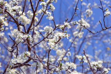 Blossoming plum tree in spring, floral background. White fragrant flowers on branches on a sunny day against the blue sky