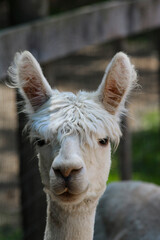 white llama portrait © Mackenzie