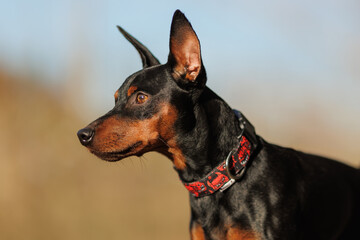 A dog of the Zwergpinscher breed runs in the park