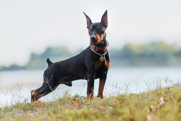 A dog of the Zwergpinscher breed runs in the park