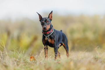 A dog of the Zwergpinscher breed runs in the park