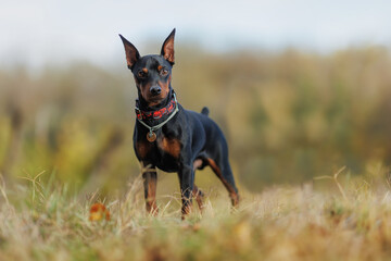 A dog of the Zwergpinscher breed runs in the park