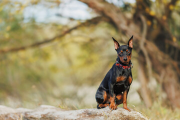 A dog of the Zwergpinscher breed runs in the park