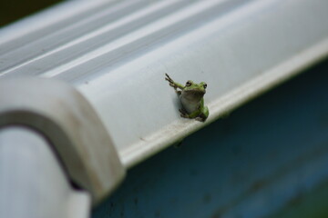 frog on the pool rim posing for a picture