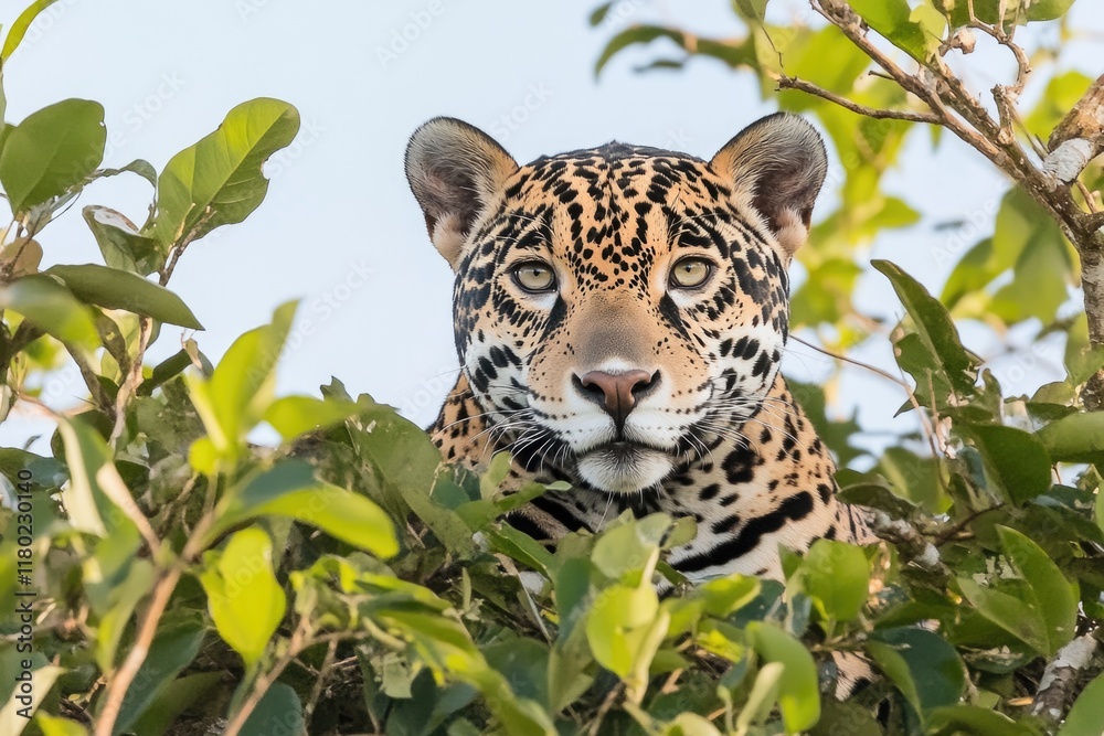 Poster A leopard sits in a tree looking directly at the camera