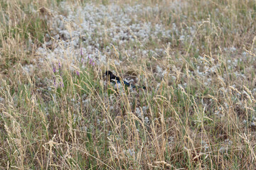 bird in high grass