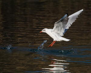 A White Seagull is Landing on the Lake Surface Creating Spectacular Ripples on the Water Surface