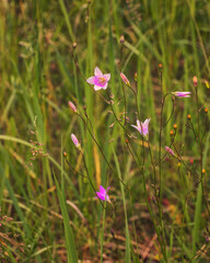 Campanula patula subsp. patula. The simple, bell-shaped flowers are a vibrant blue-violet color