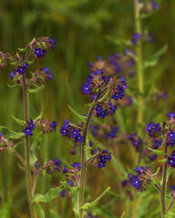 Anchusa azurea, garden anchusa, Italian bugloss. Wildflowers. Sommer landscape